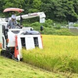 新米ハナエチゼン収穫 高島