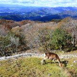 温暖化で分布域拡大するシカ、植物食い荒らし土石流被害もたらす…マダニ媒介感染症広げる懸念も