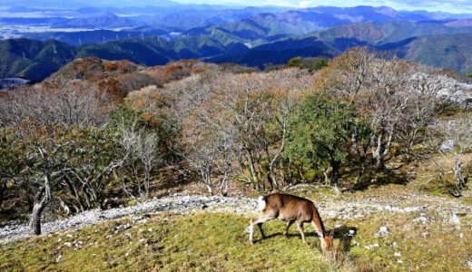 温暖化で分布域拡大するシカ、植物食い荒らし土石流被害もたらす…マダニ媒介感染症広げる懸念も