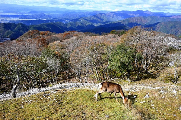 温暖化で分布域拡大するシカ、植物食い荒らし土石流被害もたらす…マダニ媒介感染症広げる懸念も 温暖化で分布域拡大するシカ、植物食い荒らし土石流被害もたらす…マダニ媒介感染症広げる懸念も