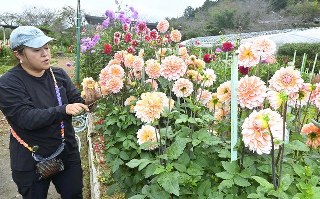 元気なダリア見届けて 元気なダリア見届けて