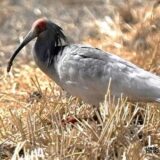 滋賀・高島市でトキ１羽を確認、３００ｋｍ以上離れた佐渡島から飛来か…「静かに見守って」