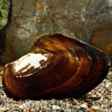カラスガイ 淡水貝ずば抜けた大きさ